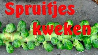 Spruitjes kweken [upl. by Macfarlane]