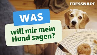 Körpersprache beim Hund  Hunde richtig verstehen [upl. by Sacttler]