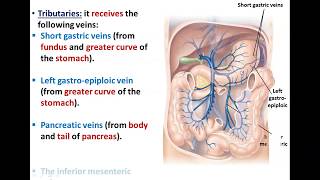 Anatomy of the Portal Circulation  Dr Ahmed Farid [upl. by Georgianne]