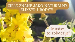 KRÓLOWA ZIÓŁ  DZIEWANNA  JAK WYKORZYSTAĆ JEJ WSPANIAŁE WŁAŚCIWOŚCI🌿 [upl. by Dallas]