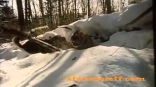 Hunting crimes Tiger Hunting in Siberia Rare Footage [upl. by Fortier954]