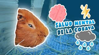 🧠 ESTRÉS ANSIEDAD y DEPRESIÓN en COBAYAS  CUYOS  CUYES 🐹 Salud mental y su importancia [upl. by Stanfield]