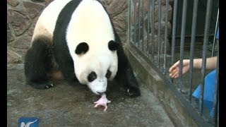 How Elegant Can A Panda Be When Drinking Water  iPanda [upl. by Swope]