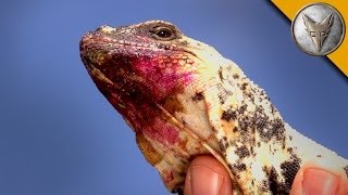 The Chuckwalla is a Sloppy Eater [upl. by Mareah]