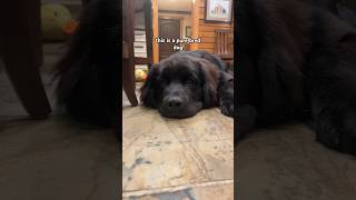 purebred vs inbred dog youtubeshorts newfie dog puppy [upl. by Ardeahp]