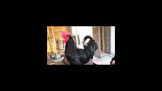 Black Australorp Chickens 🐓 shorts rooster chicken [upl. by Ecyle47]