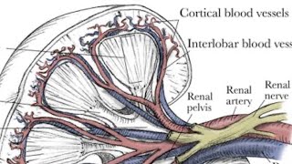 Human kidney easy way to draw cross section of kidney [upl. by Htebizile]