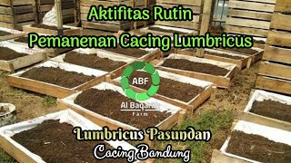 Panen Cacing Tanah rutinitas mingguan [upl. by Nyrroc444]