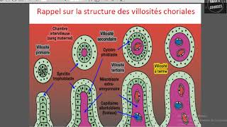 Placenta et circulation maternofoetale [upl. by Helbon19]