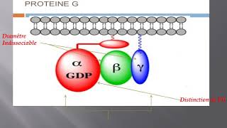 la structure et lactivation de protéine G [upl. by Netty]