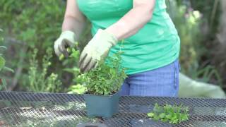 How to Trim Mint Plants [upl. by Acinorev]