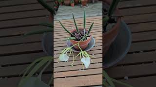 Brassavola nodosa orchid houseplants [upl. by Htebsil984]