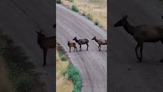 Crooked Creek Ranch  montana realestate elkhunting huntingproperty [upl. by Ellevel]