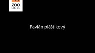 pavián pláštíkový [upl. by Timoteo]