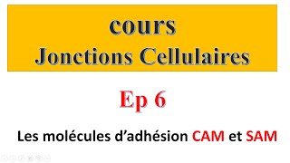 cours jonctions cellulaires Ep6  Les molécules d’adhésion CAM et SAM [upl. by Arv]