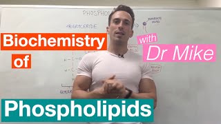 Phospholipids  Biochemistry [upl. by Dorison]