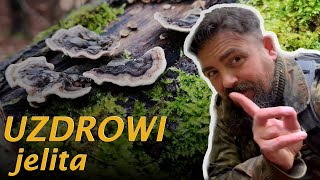 Trametes versicolor  Wrośniak różnobarwny  mocarz wśród grzybów leczniczych [upl. by Owain726]