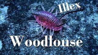 Nage de leurres  Woodlouse Illex  Montage et Animation  GoPro HD [upl. by Graham996]