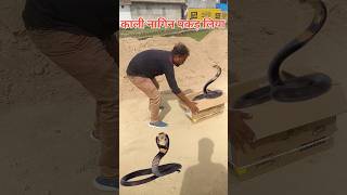 snake pakad liya 😱🐍 97 shorts snake [upl. by Emili799]