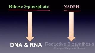 Pentose Phosphate Pathway [upl. by Griffie]