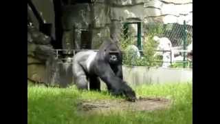 Gorilla wirft Dreck nach Menschen  Must see [upl. by Yzdnil]