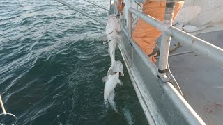 Loading Up  Catching Pacific Cod in Kodiak Alaska [upl. by Animrelliug]