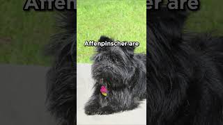 Affenpinscher the Monkey Terrier germany dogs [upl. by Adieren749]