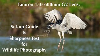 Tamron 150600mm G2 Lens  Set up Guide amp Sharpness Test for Wildlife Photography [upl. by Gottfried675]