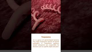 What is Treponema Bacteria [upl. by Ojytteb]