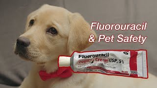 Fluorouracil and Pet Safety  How You Can Keep Your Pets Safe When Using 5FU [upl. by Branham]