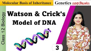 Salient Features of Double Helix DNA  Molecular Basis of Inheritance [upl. by Boothman]