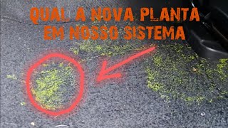 Nova planta flutuante Wolffia mais 40 de proteína [upl. by Constantina493]