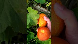 దోసకాయ Yellow Cucumber harvest in terrace garden harvesting agriculture gardening shortvideo [upl. by Libna915]