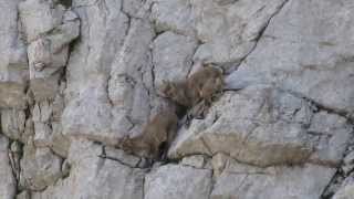 Bébé bouquetin au col de la COLOMBIERE [upl. by Eitteb]