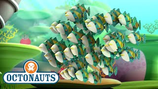 Octonauts  The Humuhumunukunukuapua’a  Full Episode 49  KidzukoSony [upl. by Strain]