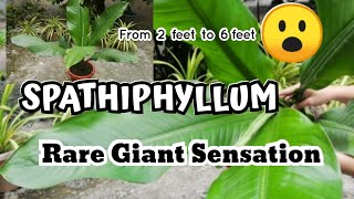 How to grow Rare Giant Sensation Plant Spathiphyllum  Peace Lily [upl. by Batchelor518]