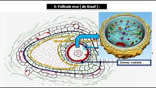 ovogenèse et folliculogenèse [upl. by Perretta730]
