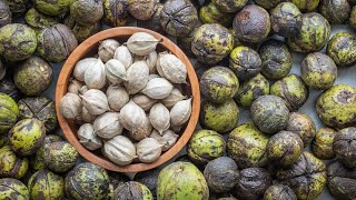 How to Harvest and Process Shagbark Hickory Nuts [upl. by Itirp]