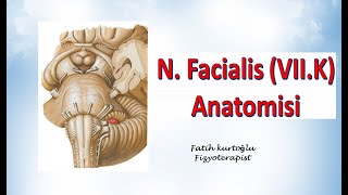 Nervus Facialis  Neuroanatomy  Nöroanatomi Konu Anlatımı 21 [upl. by Adella]