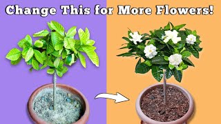 USE THIS To Get MORE Flowers In Gardenia Plant  Gardenia Plant Care [upl. by Yorel]