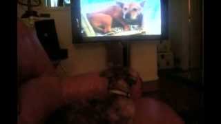 Jonas the Shelter Dog Watching an ASPCA Commercial [upl. by Riker]