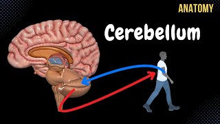 Cerebellum Anatomy External amp Internal Structures Tracts Nuclei [upl. by Nylanaj]