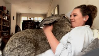 Woman accuses her bunny of acting like a dog [upl. by Namar]