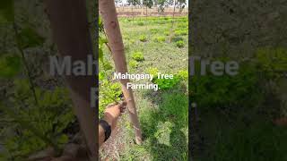 Tips for Maintaining Mahogany Tree மஹோகனி மரம் வளர்ப்பதற்கான குறிப்புகள் Timber Tree Growth [upl. by Jezreel231]