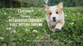 Conoce Purina® Proplan® ¡La nutrición más avanzada [upl. by Neall]