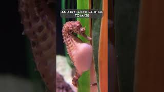 Meet the Potbellied Seahorse A Poochy Fish with a Grippy Tail [upl. by Alleoj]