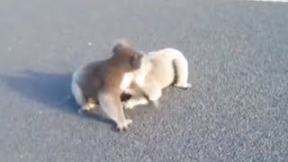 Koalas wrestle on the road [upl. by Pacifa]