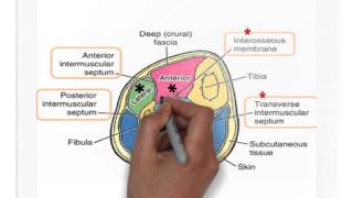 comparments of leg [upl. by Eilime]
