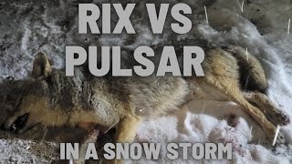 RIX vs Pulsar  Coyote Hunting [upl. by Adnorahc706]