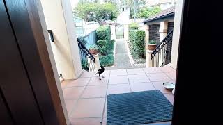 Whats All the Commotion Australian Magpie [upl. by Deana]